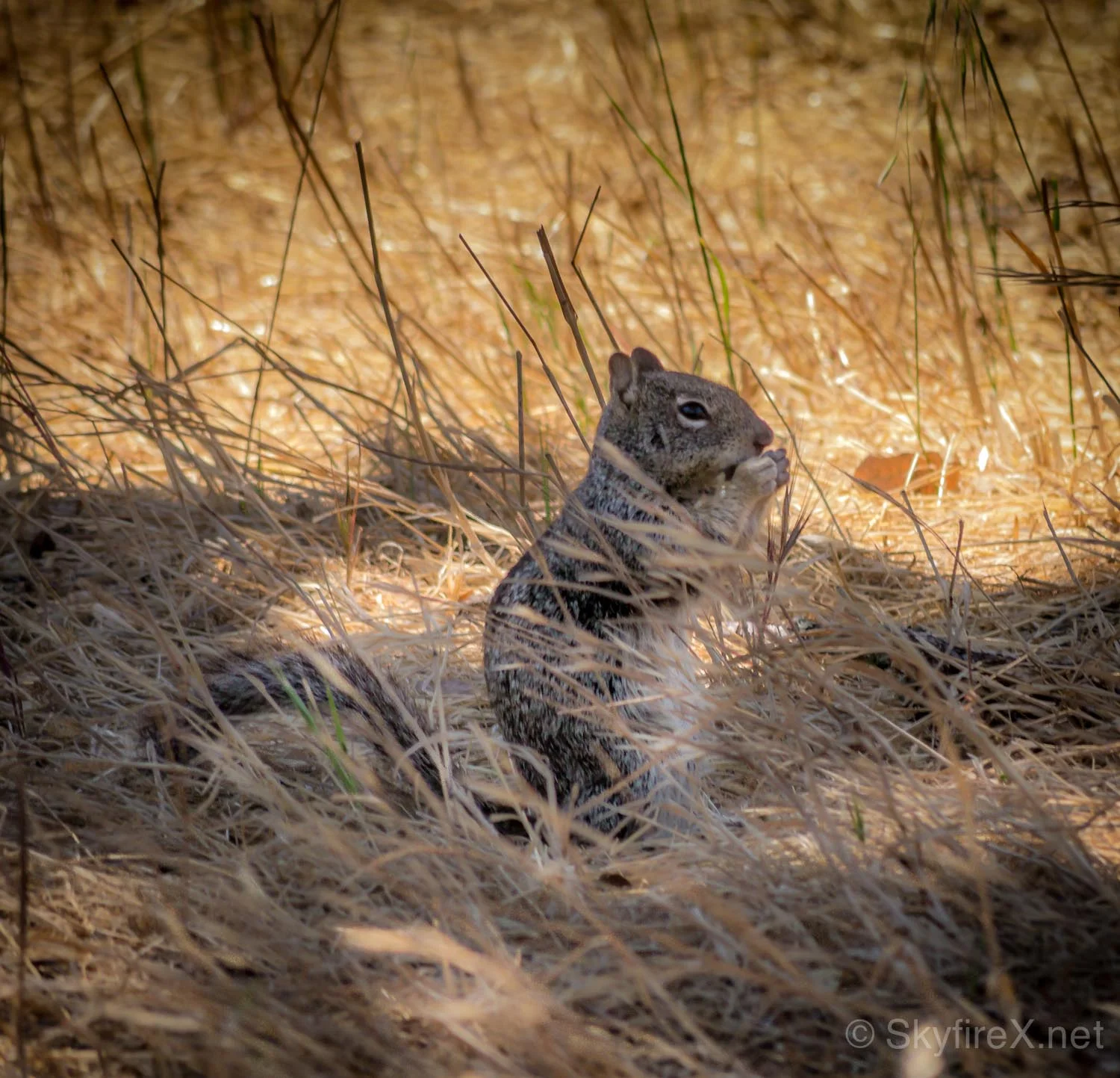SQUIRREL! EATING! LUNCH!