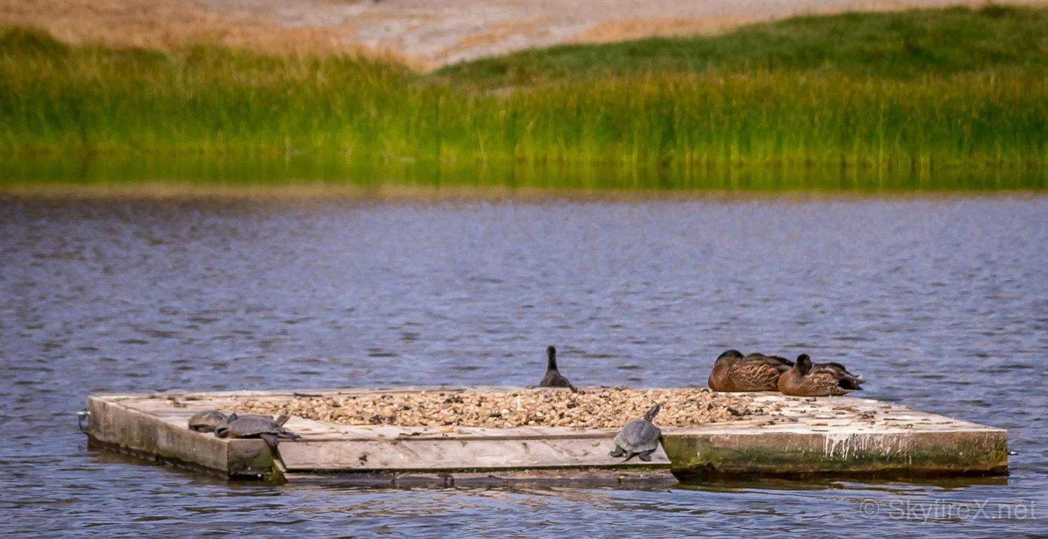 Multi Species Hangout