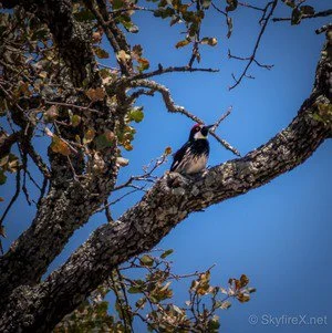 Little Songbird In The Tree