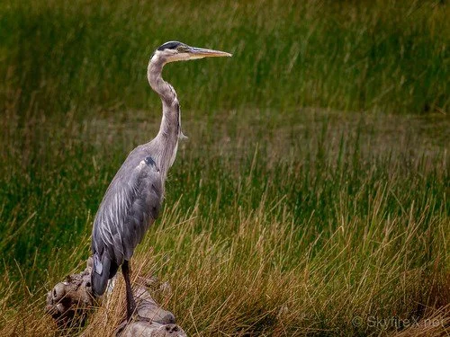 My Own Personal White Whale