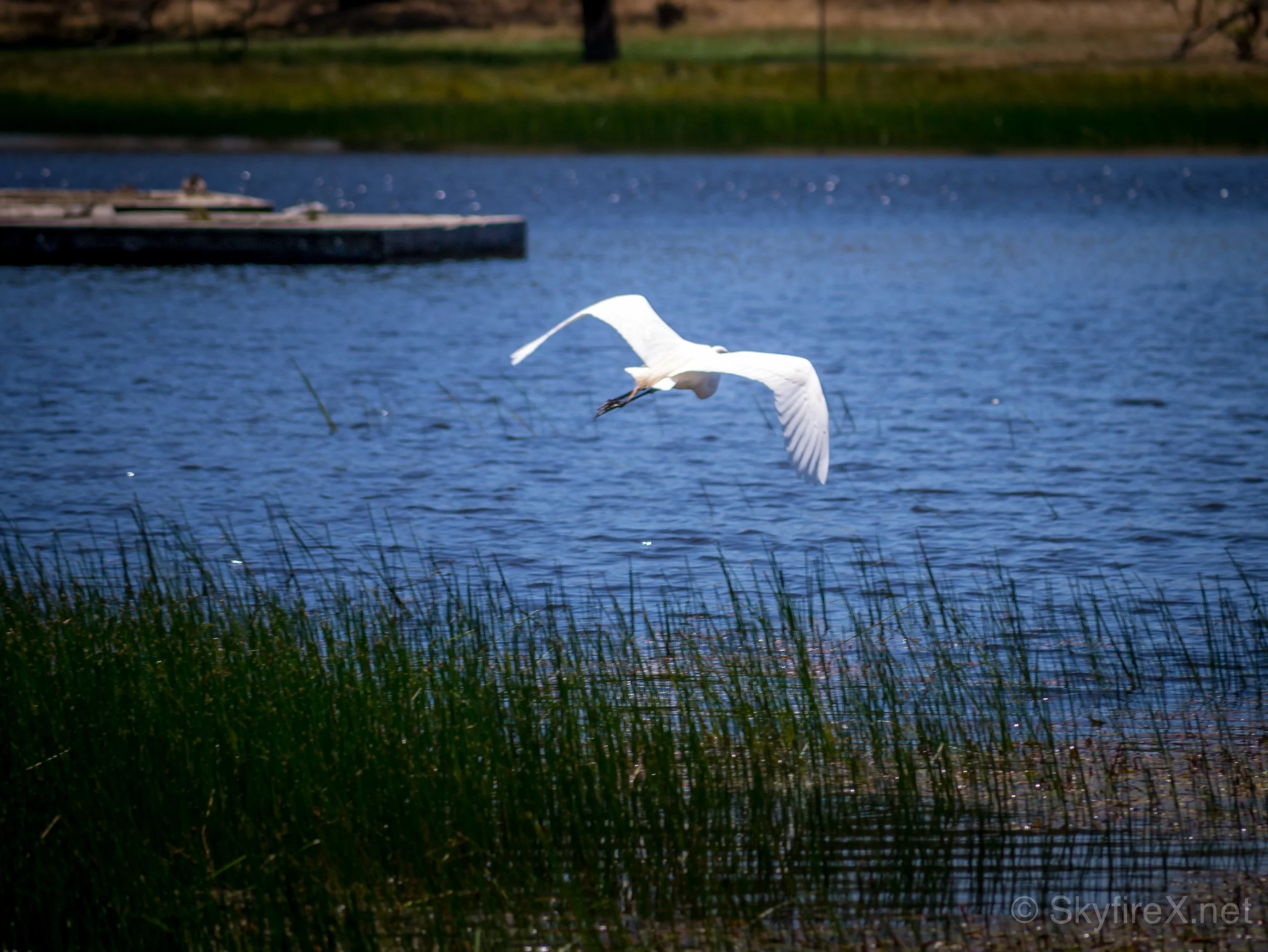 Egret Flying Low