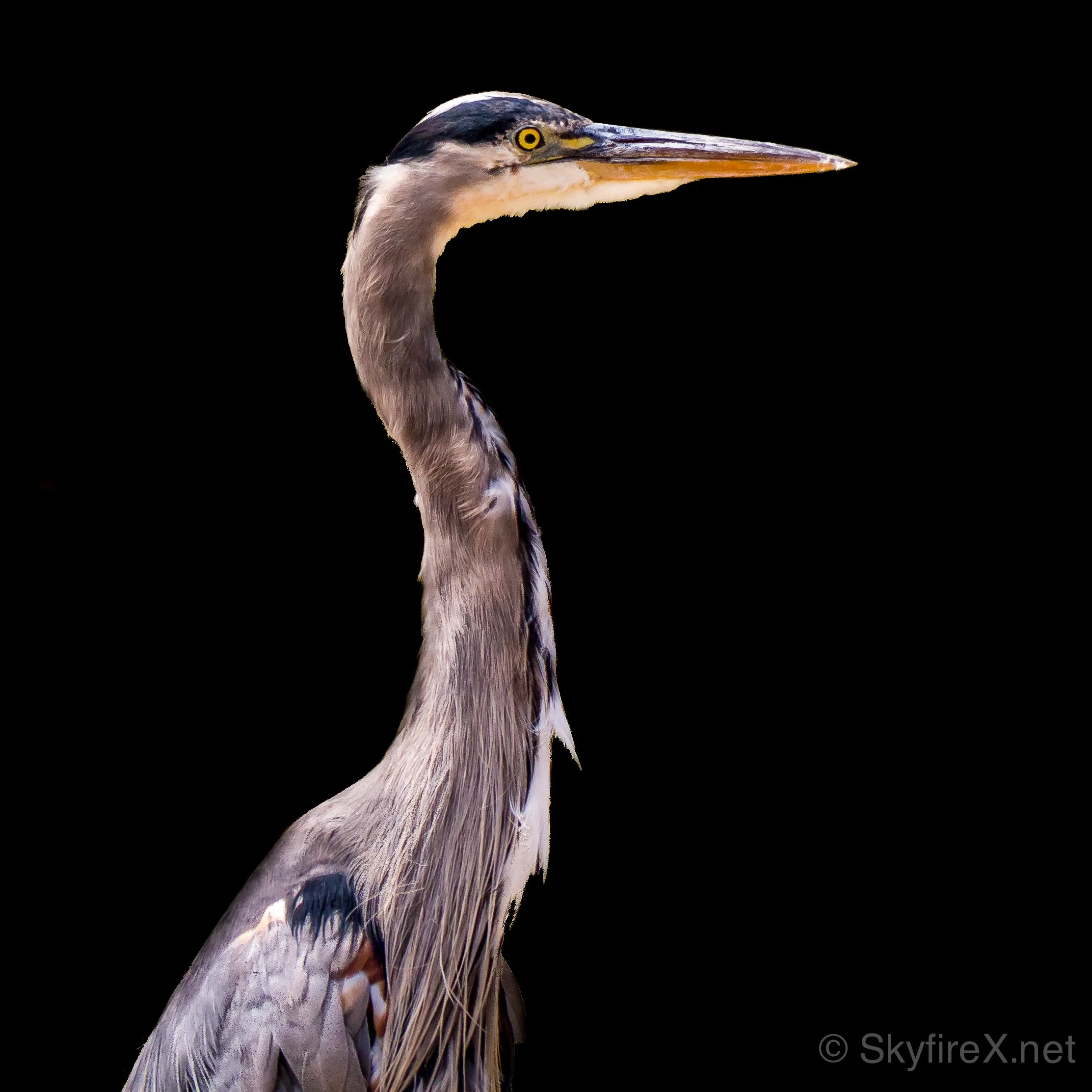 Low Key Heron