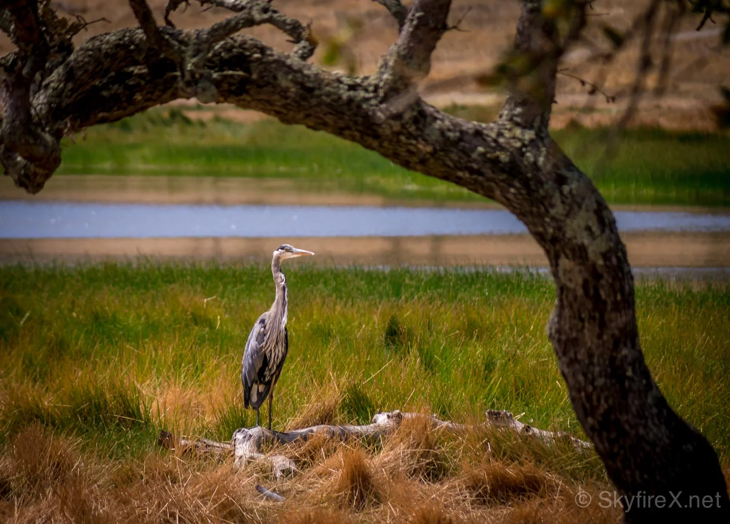 Video: Spot Healing in Pixelmator