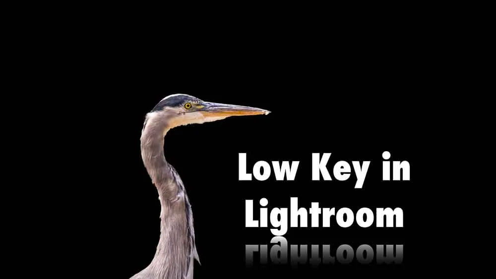 Video: Low Key Wildlife Tutorial in Lightroom