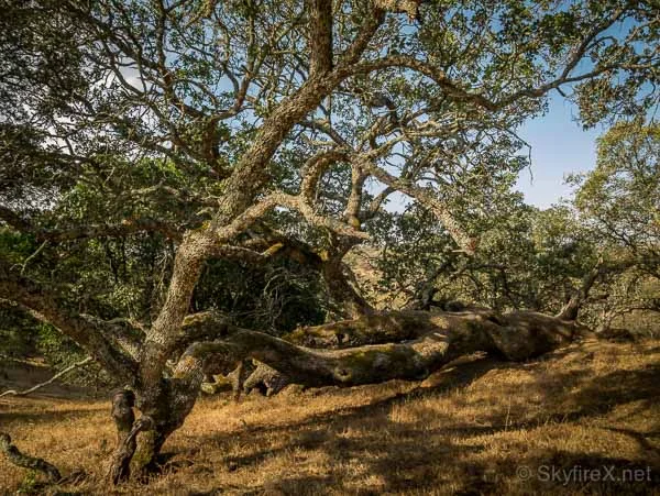 The Tree That Lived