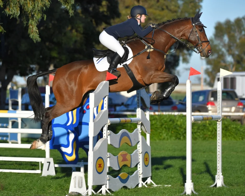 Australian Performance Horses for Sale