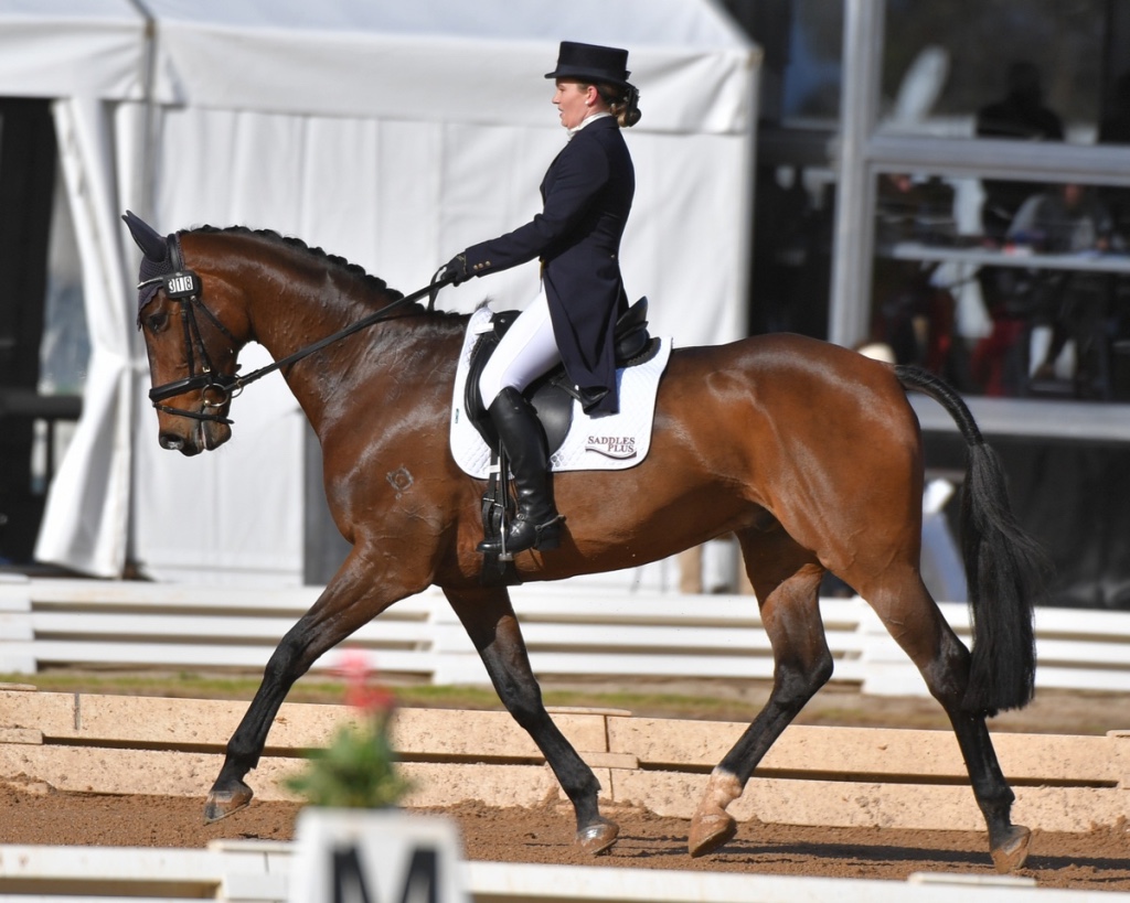 Australian Performance Horses for Sale