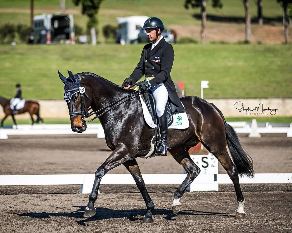 Australian Performance Horses for Sale