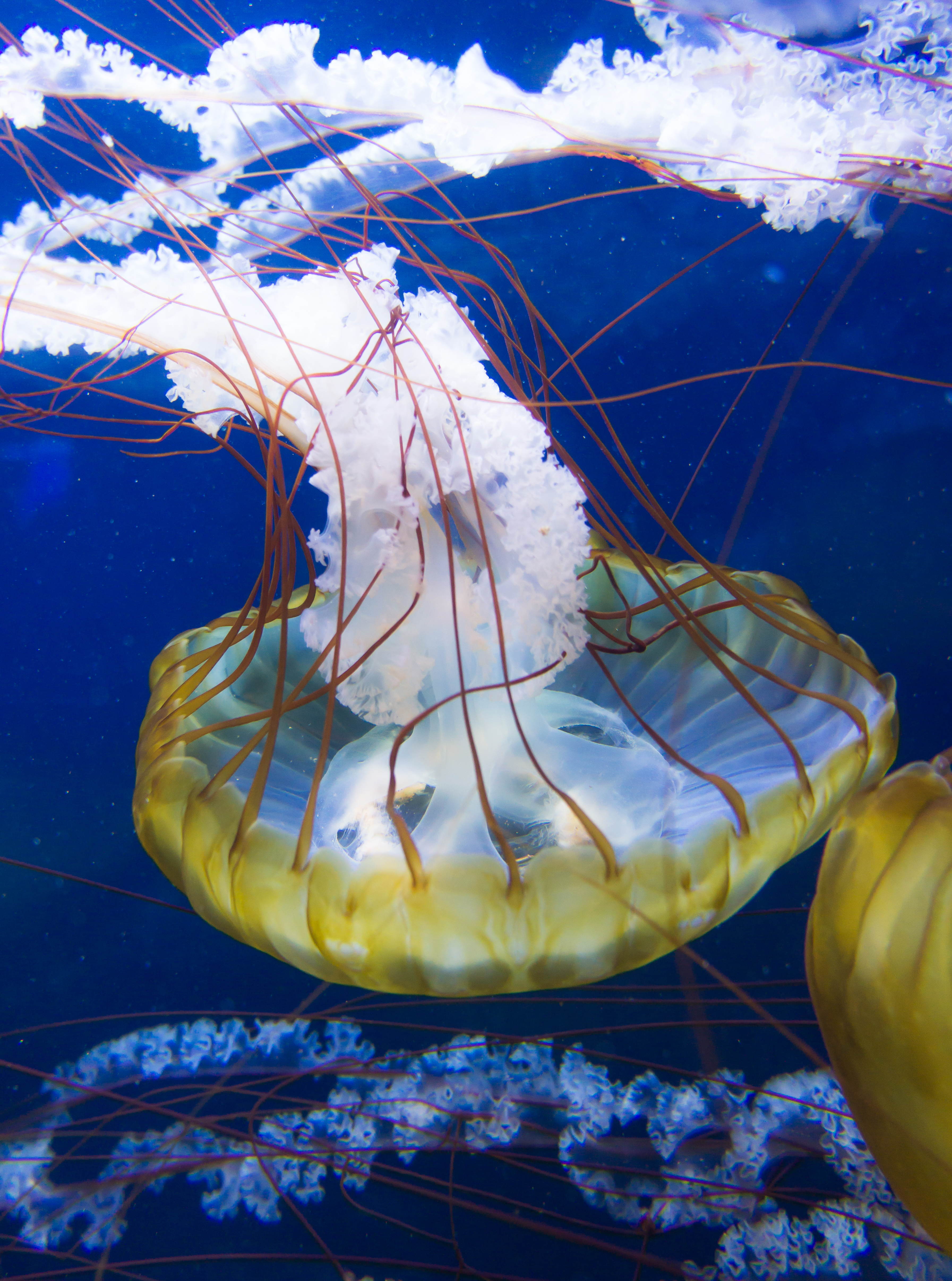 J elly fish at the San Francisco Aquarium
