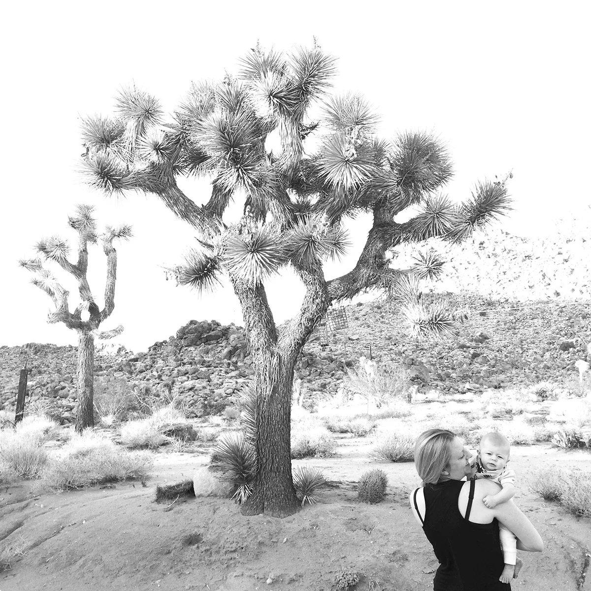 joshua_tree_4.jpg