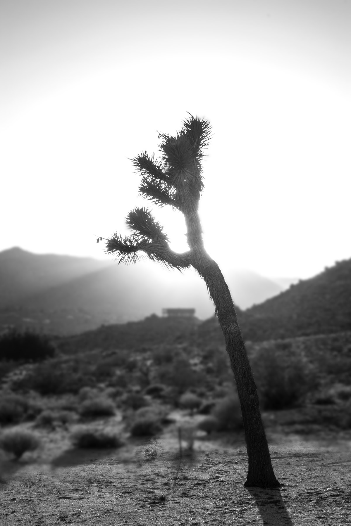 joshua_tree_6.jpg