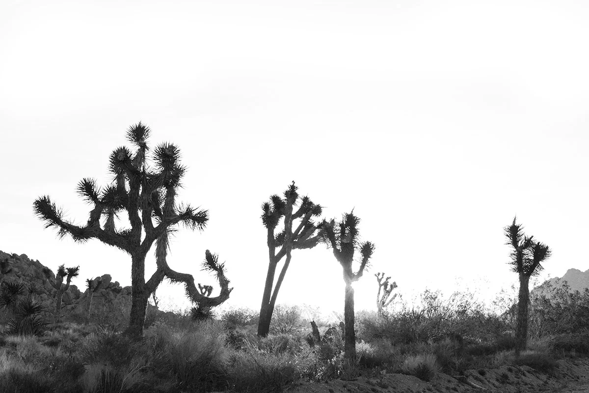 joshua_tree_1.jpg