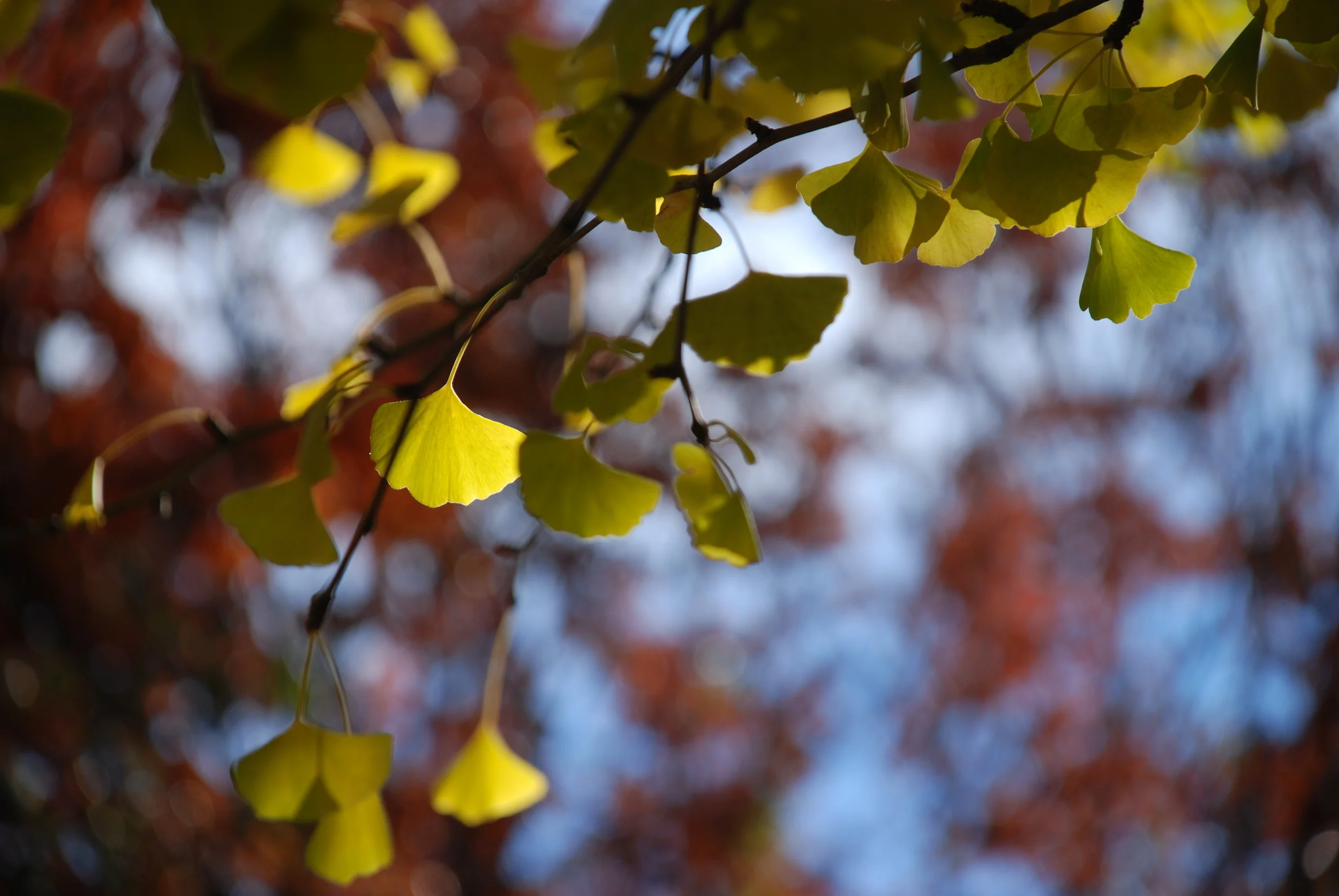 Gingko Gold.JPG