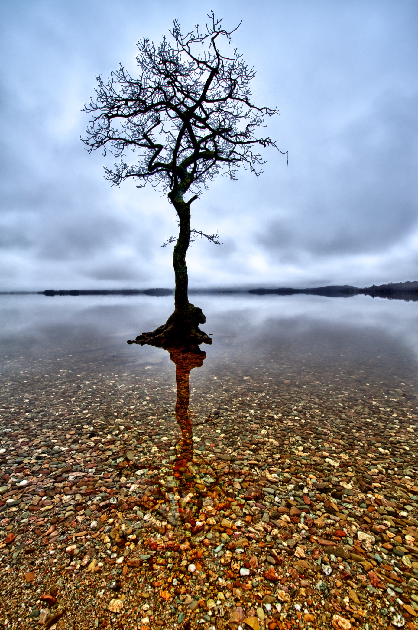 The lone tree at Milarrochy Bay.jpg