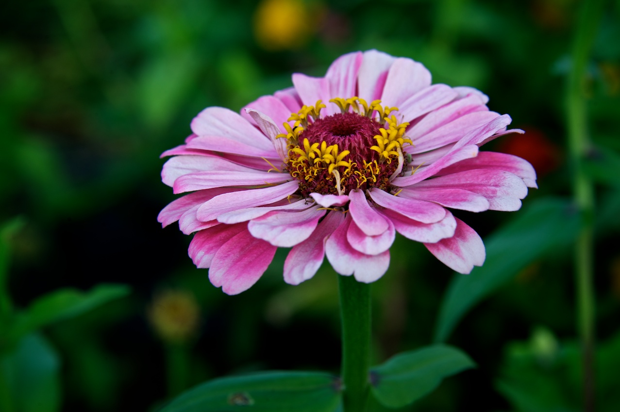 easterflower.jpg