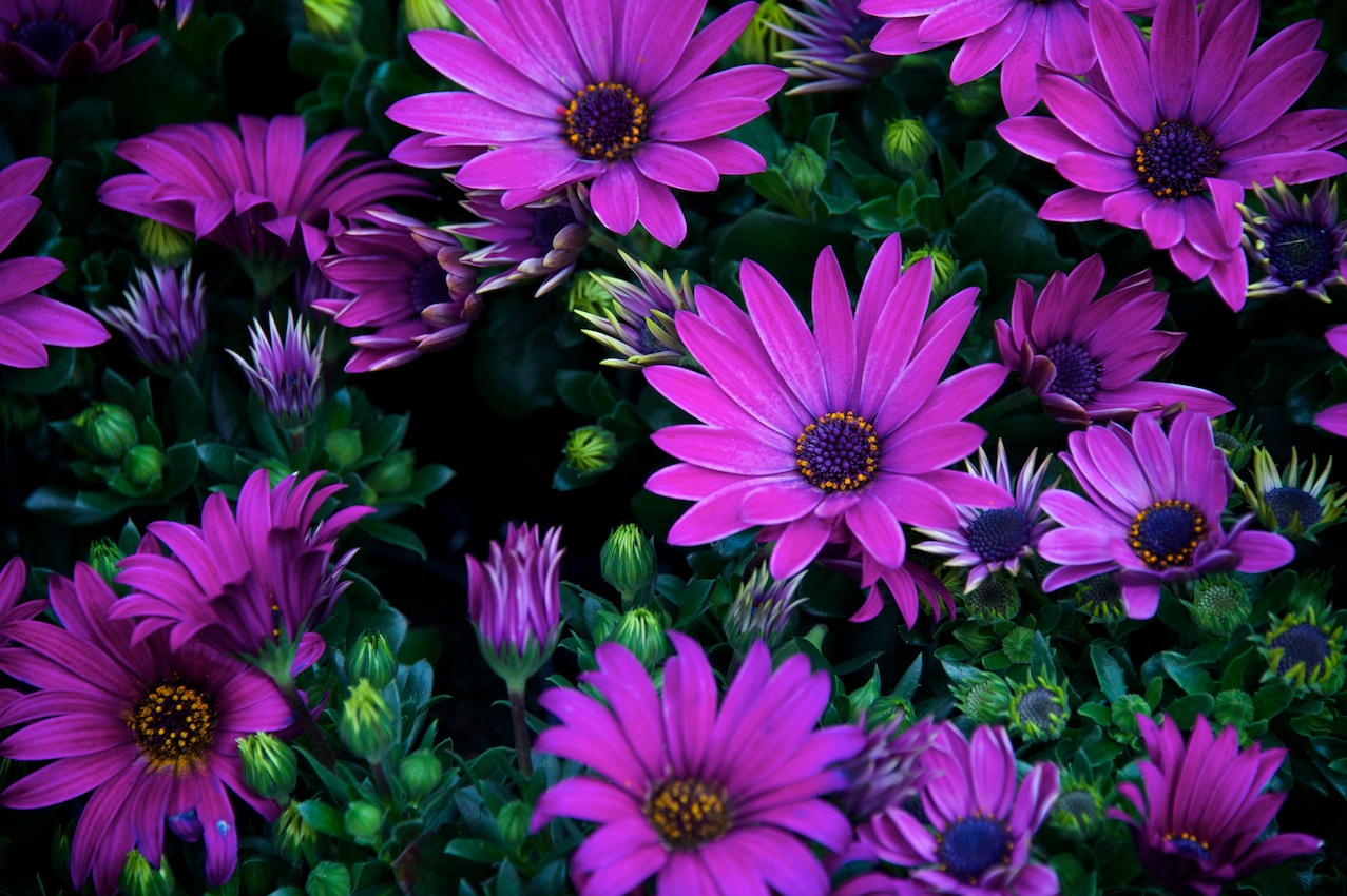 Some nice flowers at the Bloemenmarkt, their famous floating flower market. Worth a visit for sure!