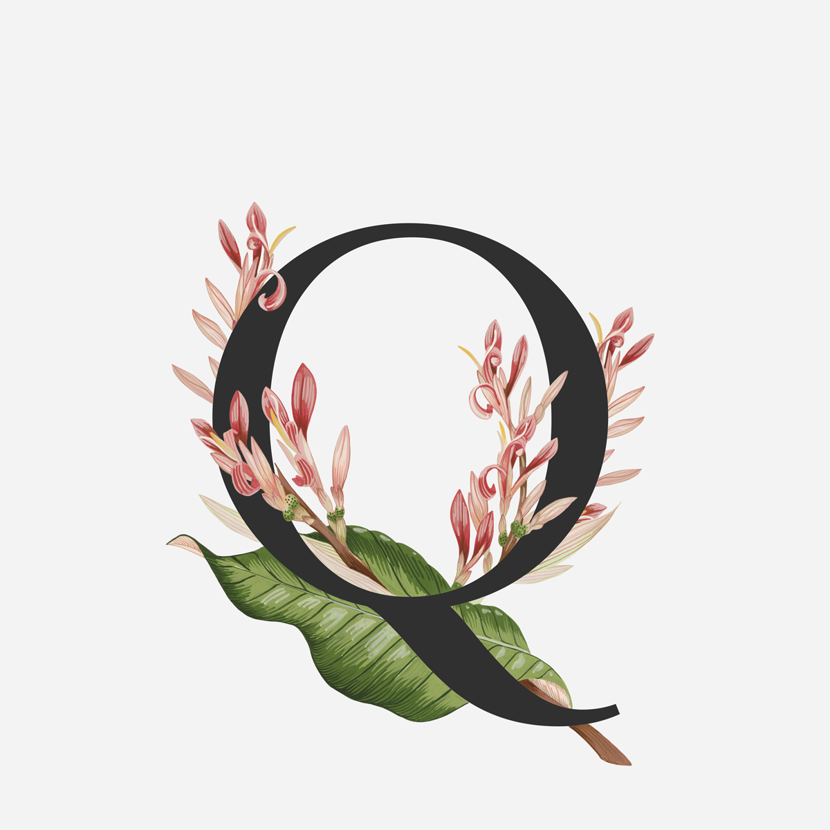 QueenslandArrowroot.png