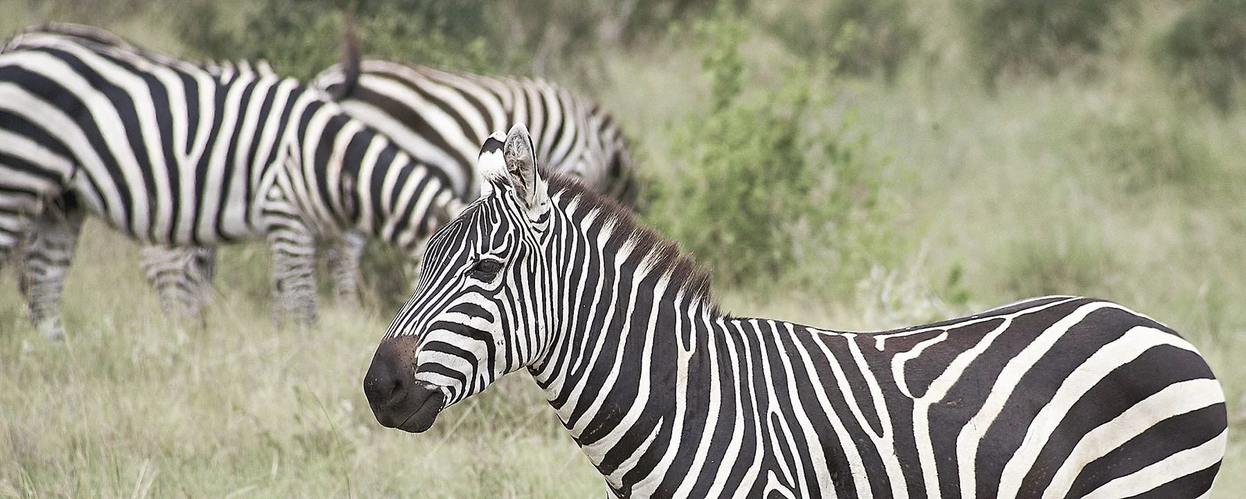 Zebras_3