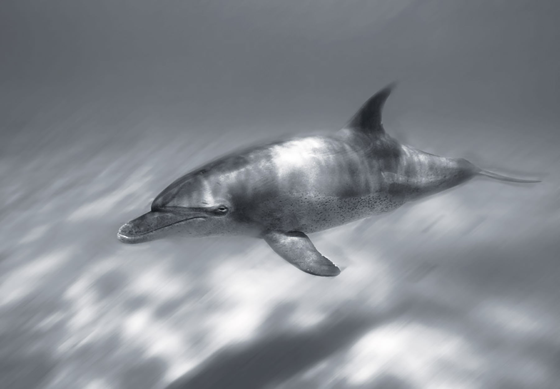 Delfin