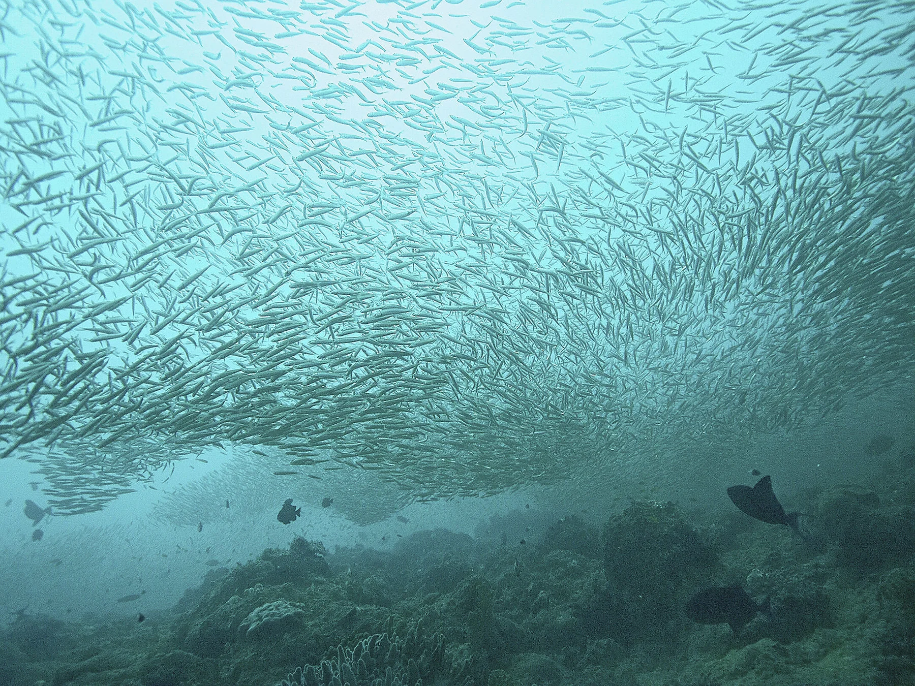 fischschwarm