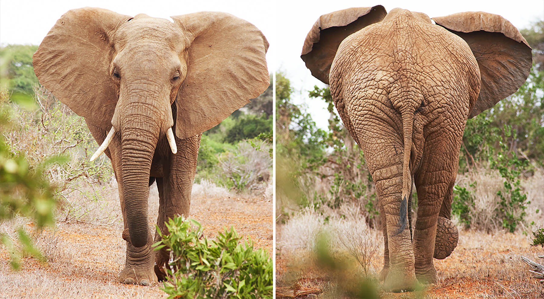 elefant front back