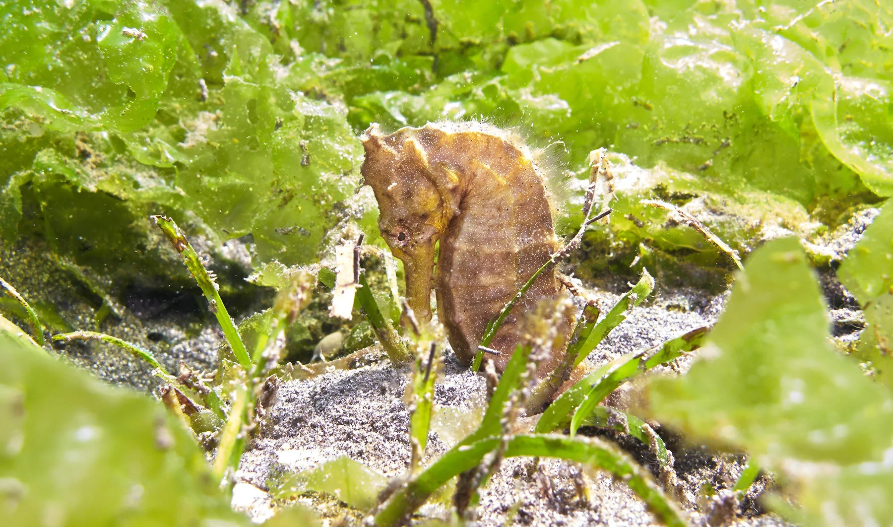 Seepferdchen