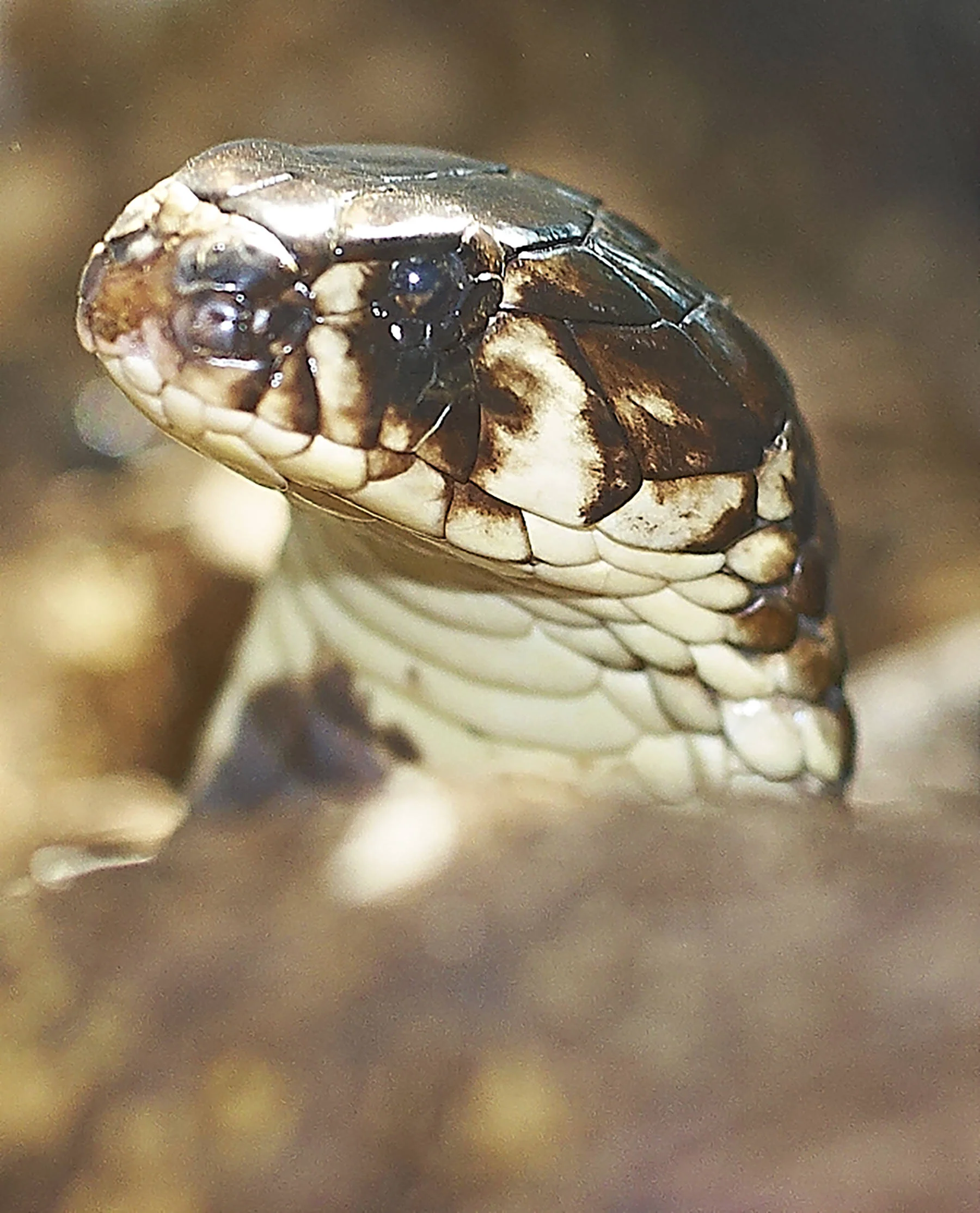 cobra