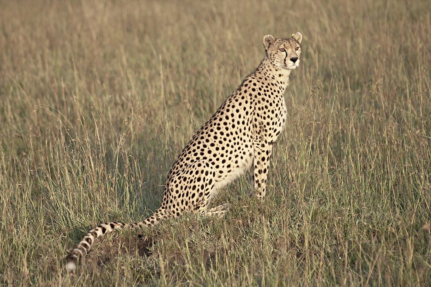 gepard