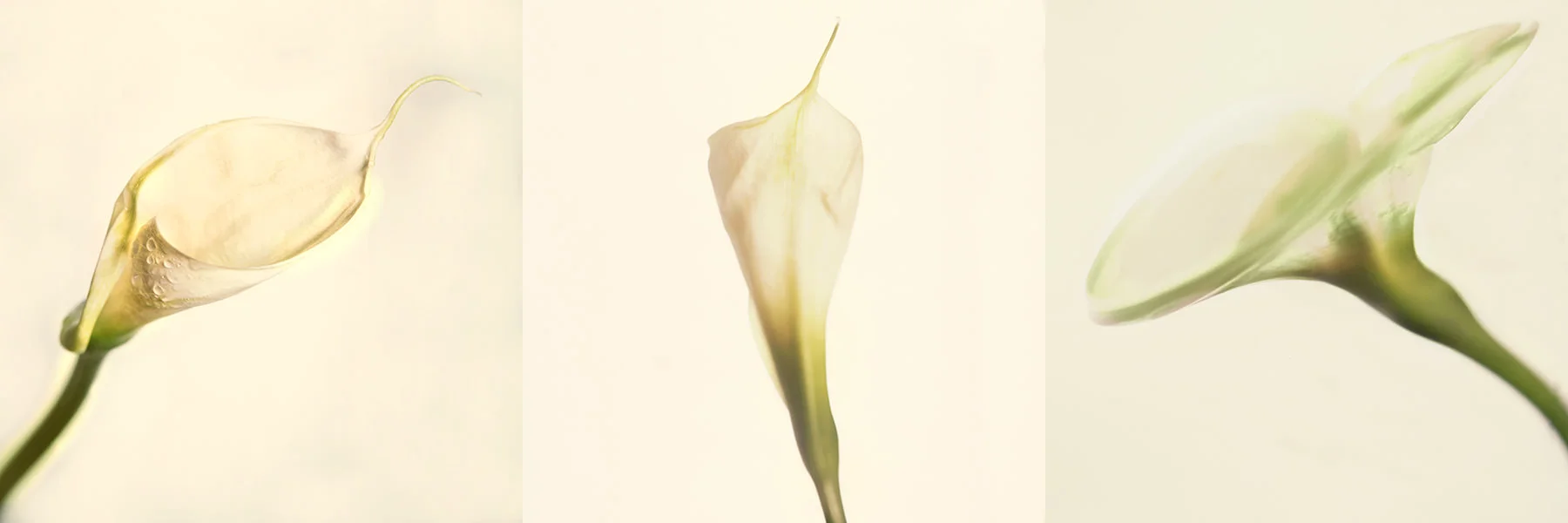 Calla