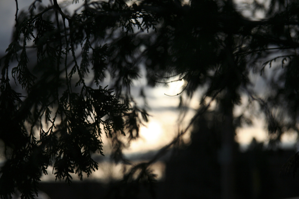 pine at sunset.jpg
