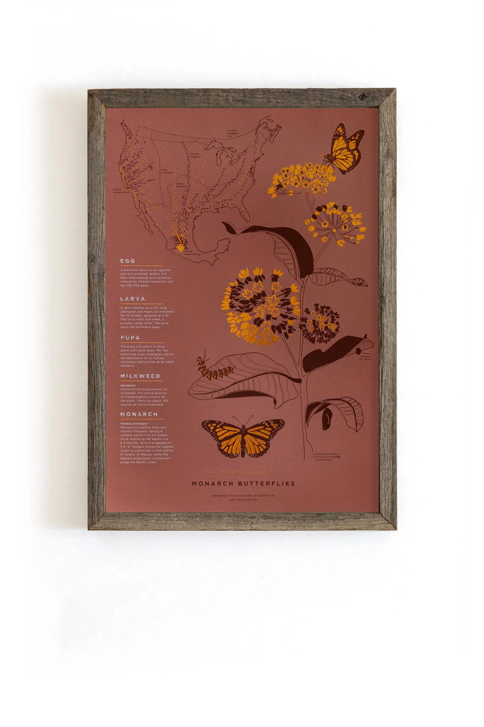 yac-monarch-frame.jpg