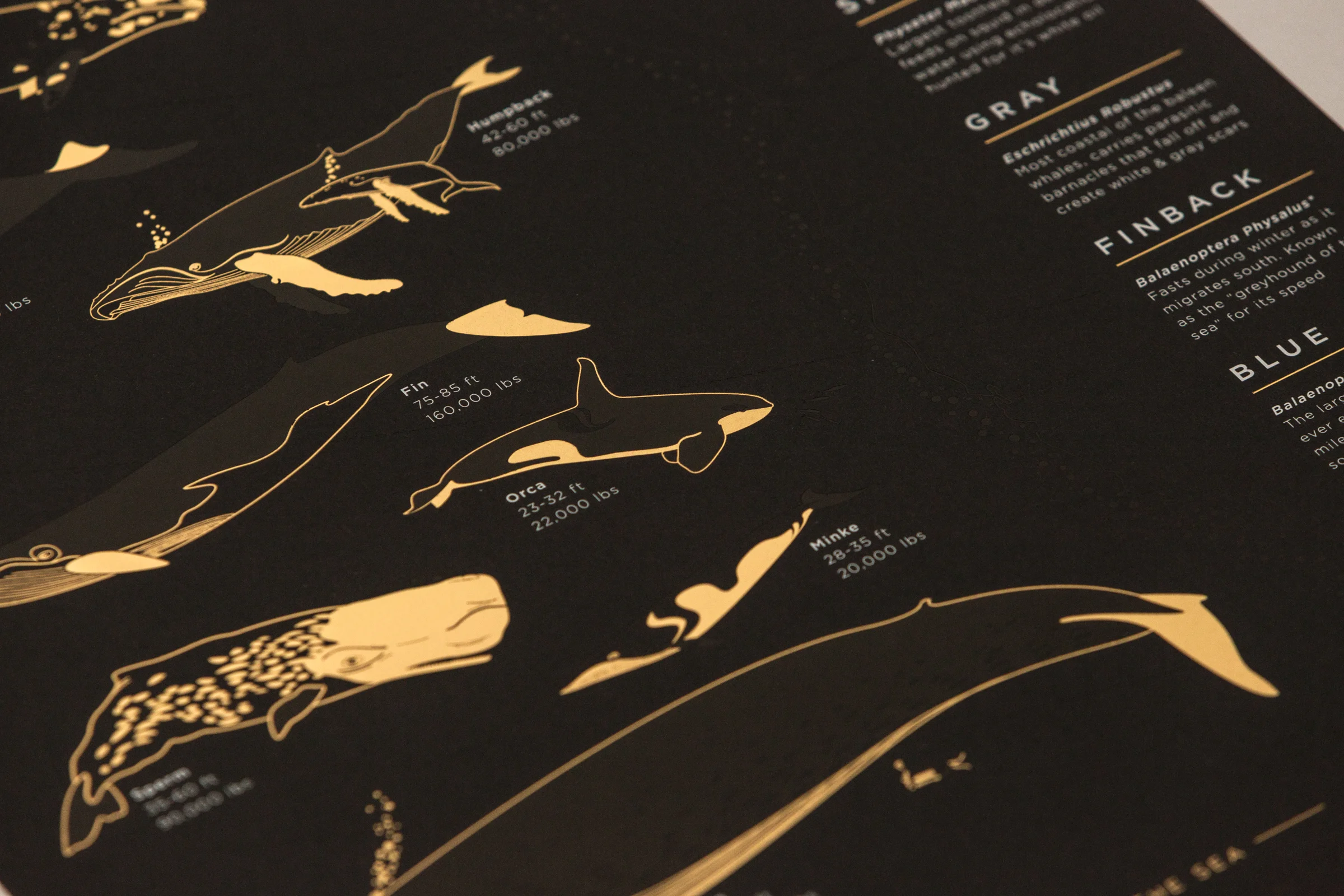 YAC_Black_Whales_Closeups-3.jpg