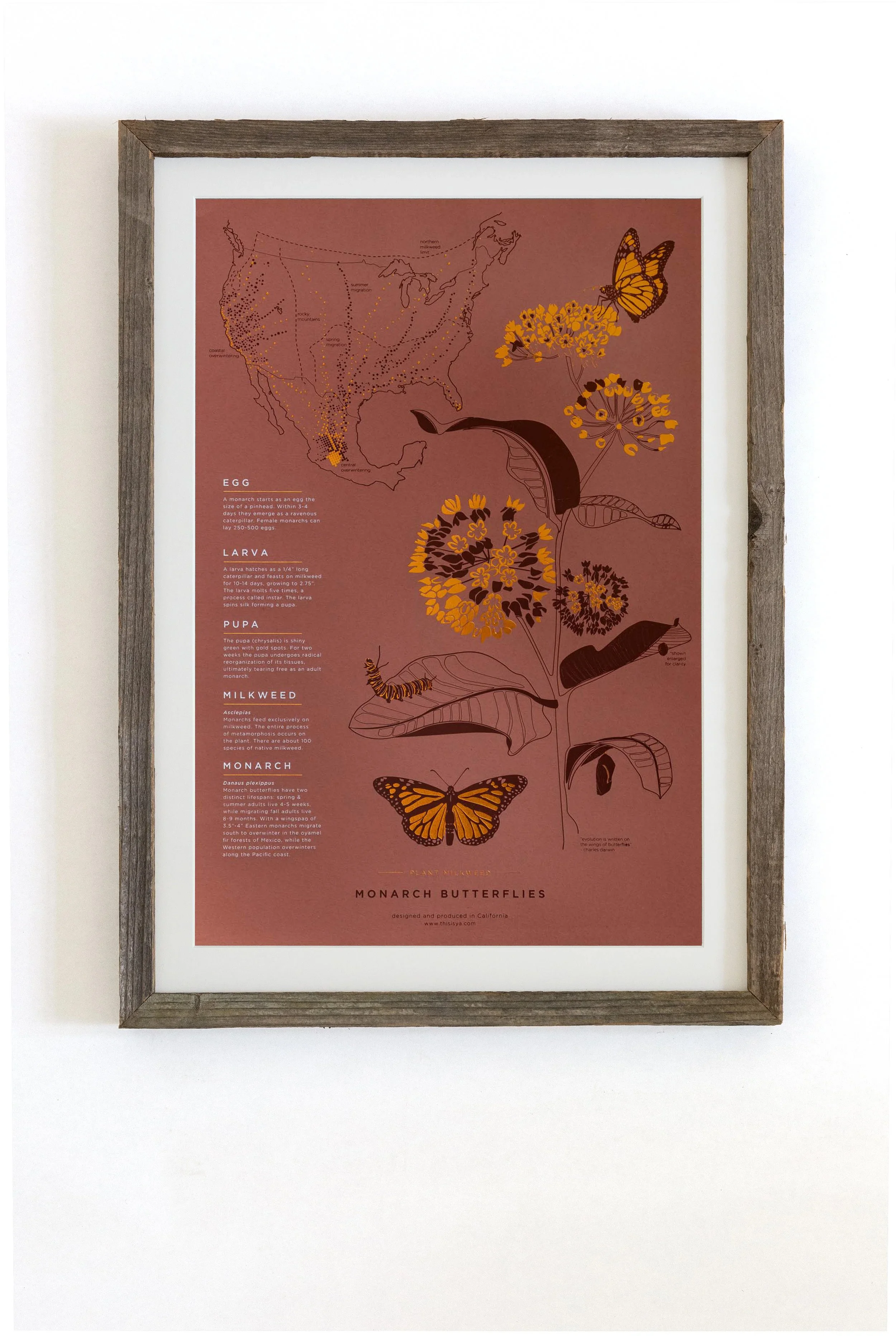 yac-monarch-frame-mat.jpg