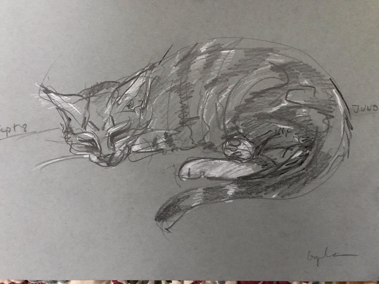 Juno the #slumbering model #sketch  #cat #kitten #croquis #generalspencils #strathmorepaper
