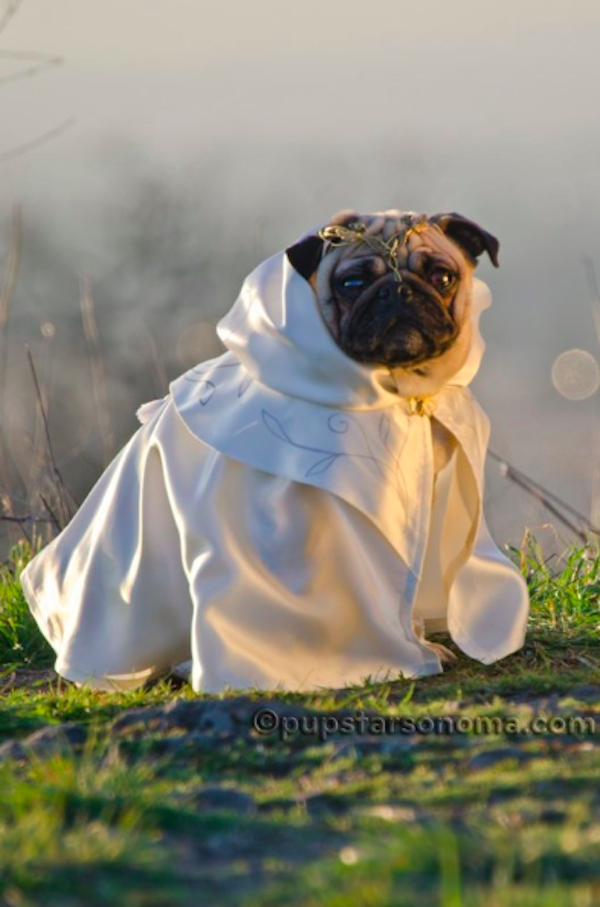 pugs of middle earth 5.png