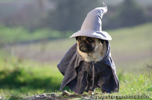 pugs of middle earth 3.png