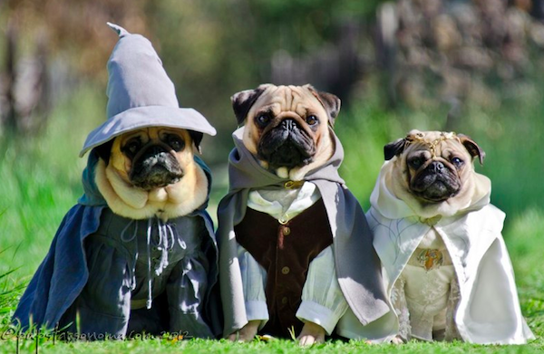 pugs of middle earth 2.png