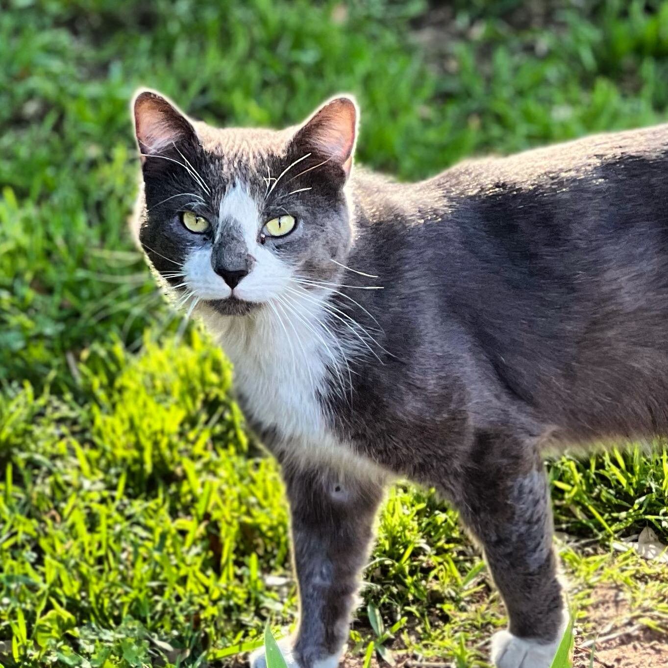 Boots. We loved you. Our hearts break that you were taken from us. You mattered and will not be forgotten. 💔 @thewestadorkitties 

.
.
.
#thewestadorkitties #catsofinstagram