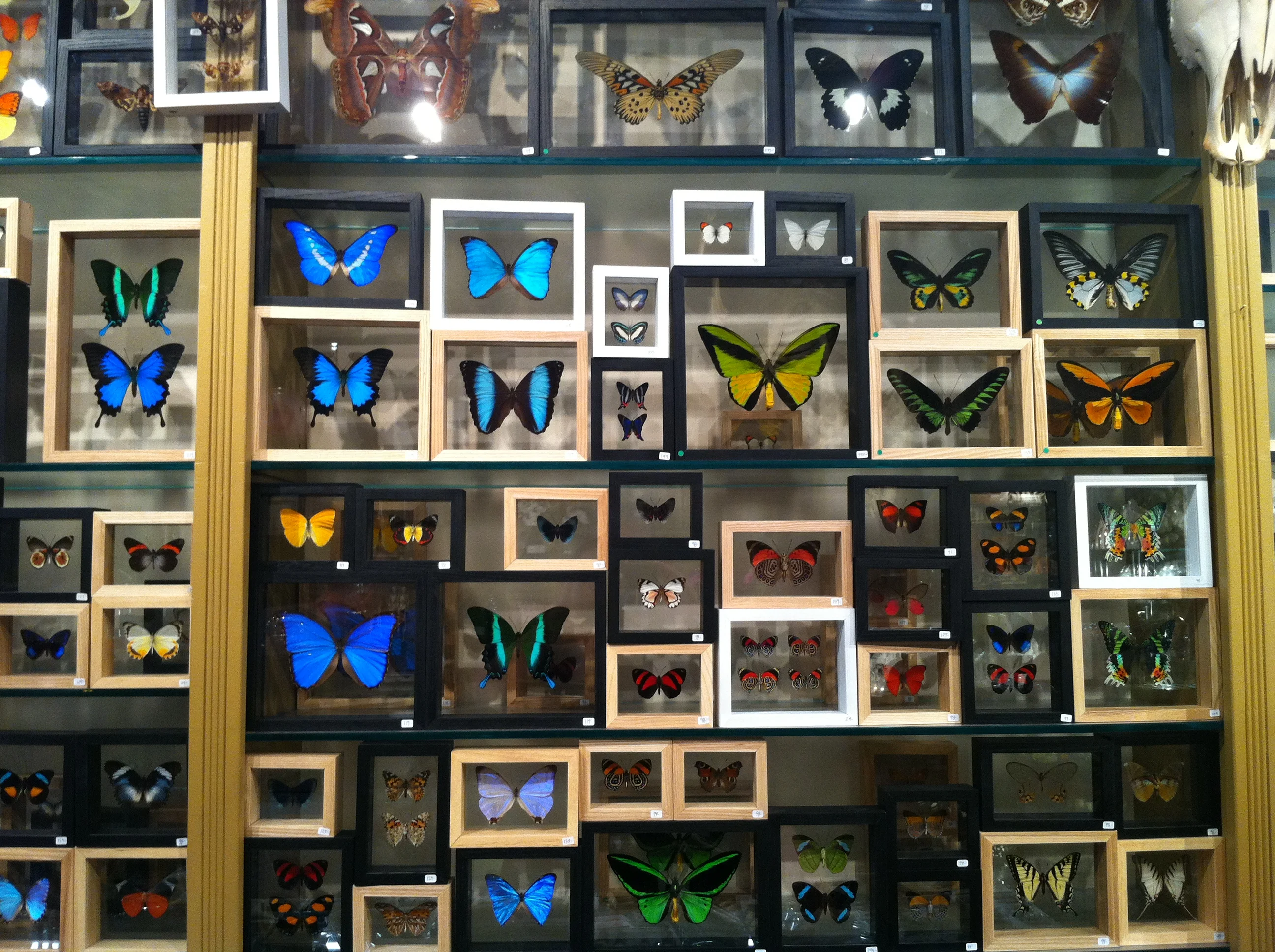 MOUNTED BUTTERFLIES ARE MURDERED BUT I REALLY WANT THEM