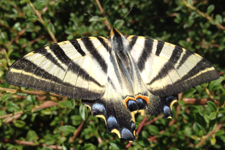 Southern Swallowtail Butterfly (Iphiclides feisthamelii)