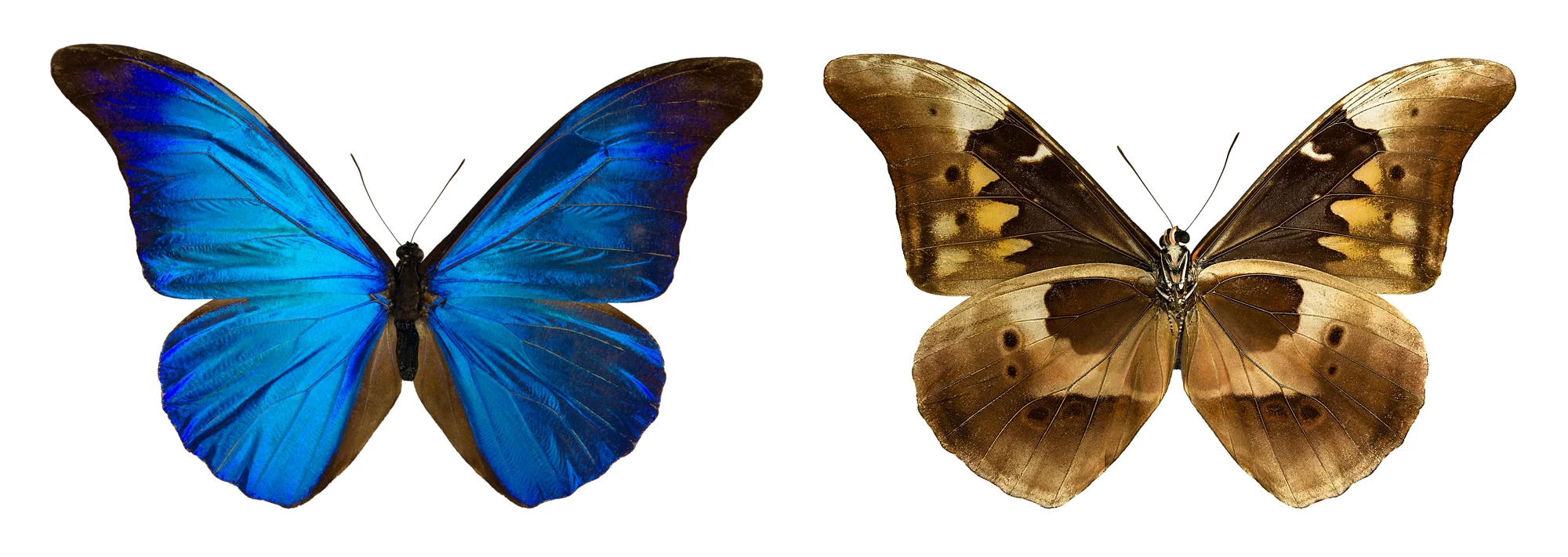 Morpho rhetenor