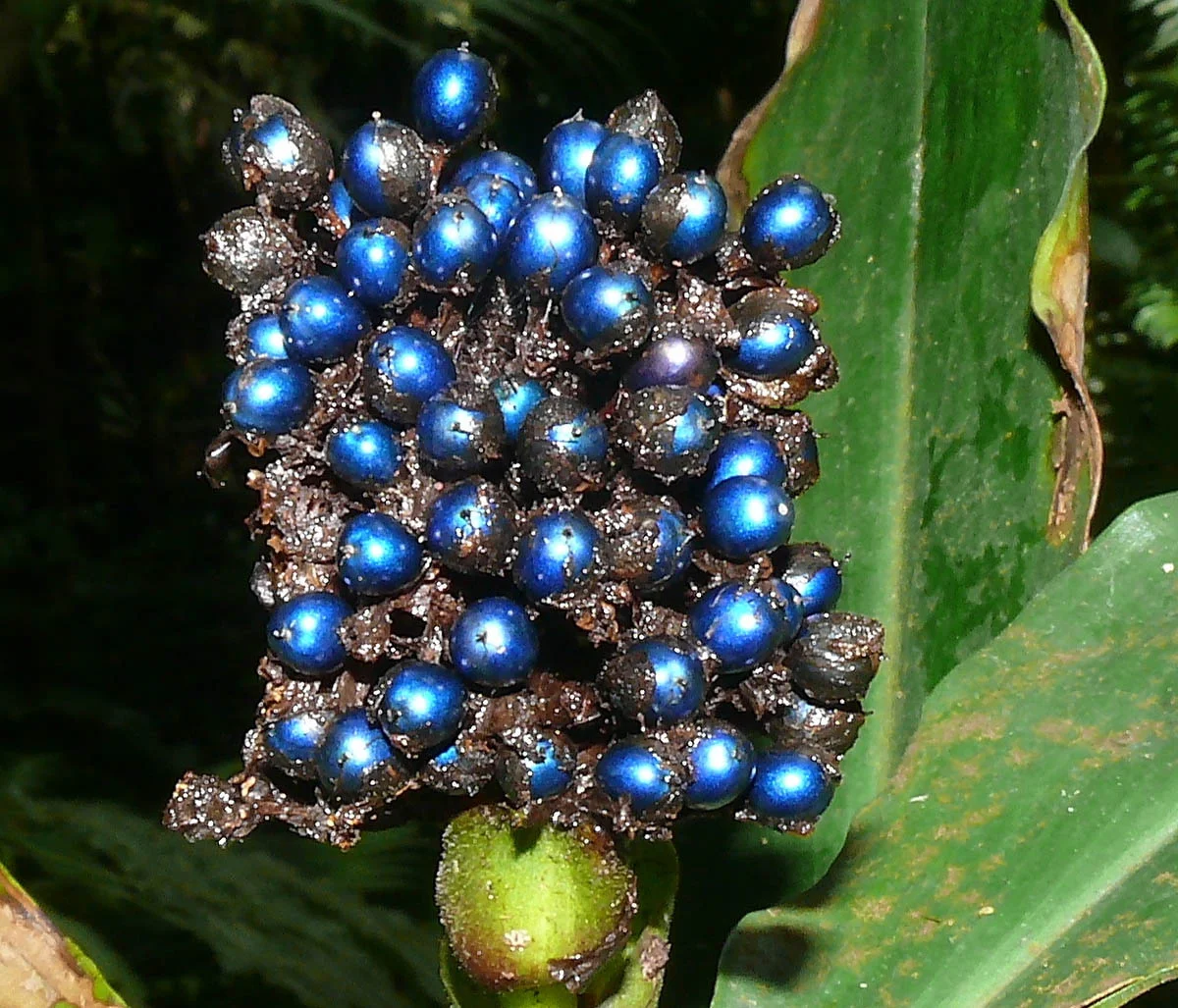 Pollia-condensata-marble-berries-berry-jessewaugh.com-5.jpg
