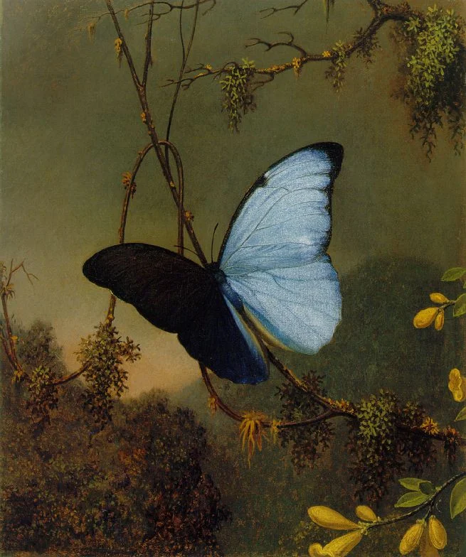 Blue Morpho Butterfly Martin Johnson Heade c 1864-65 Oil on canvas