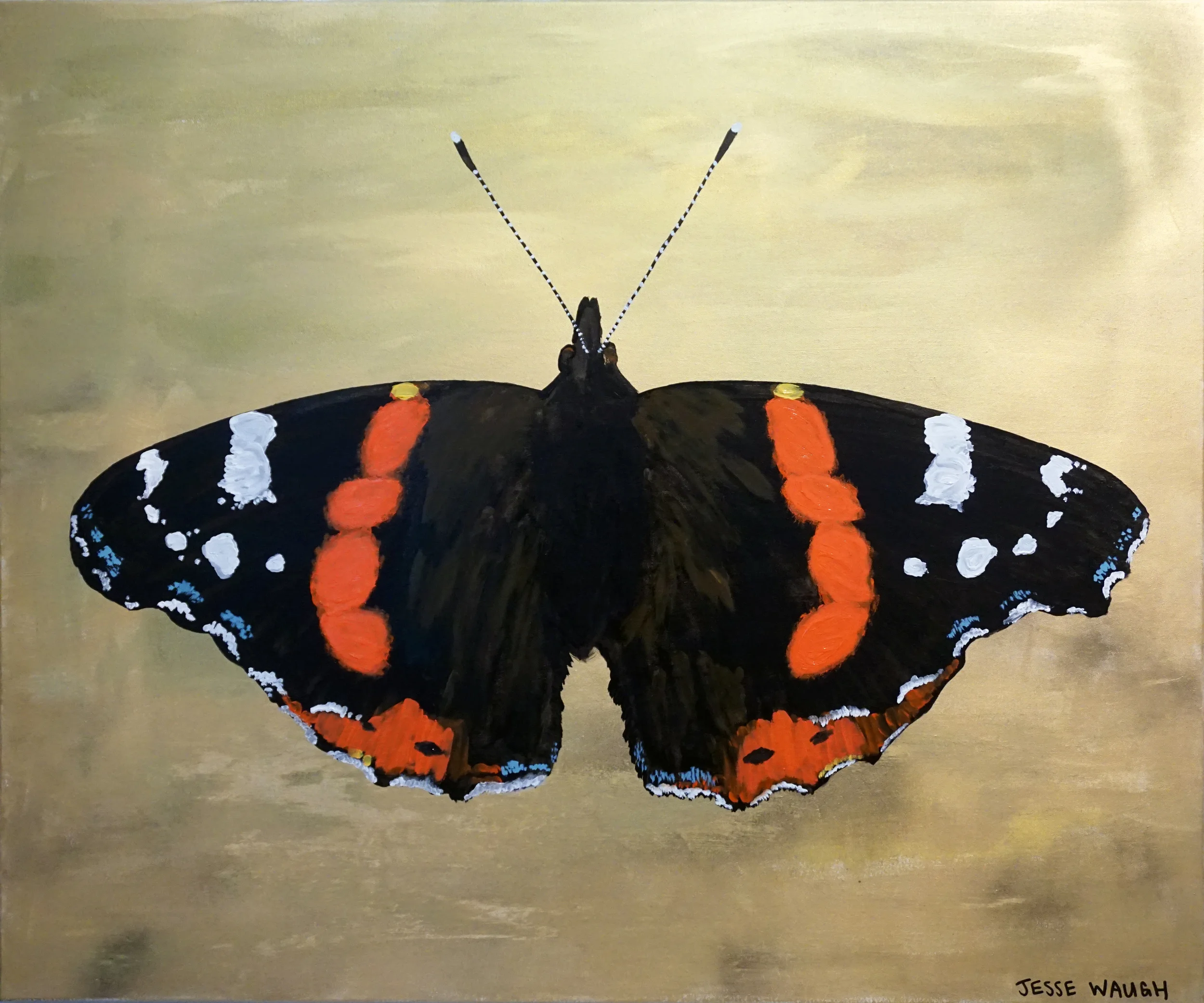Brighton Butterfly: Red Admiral