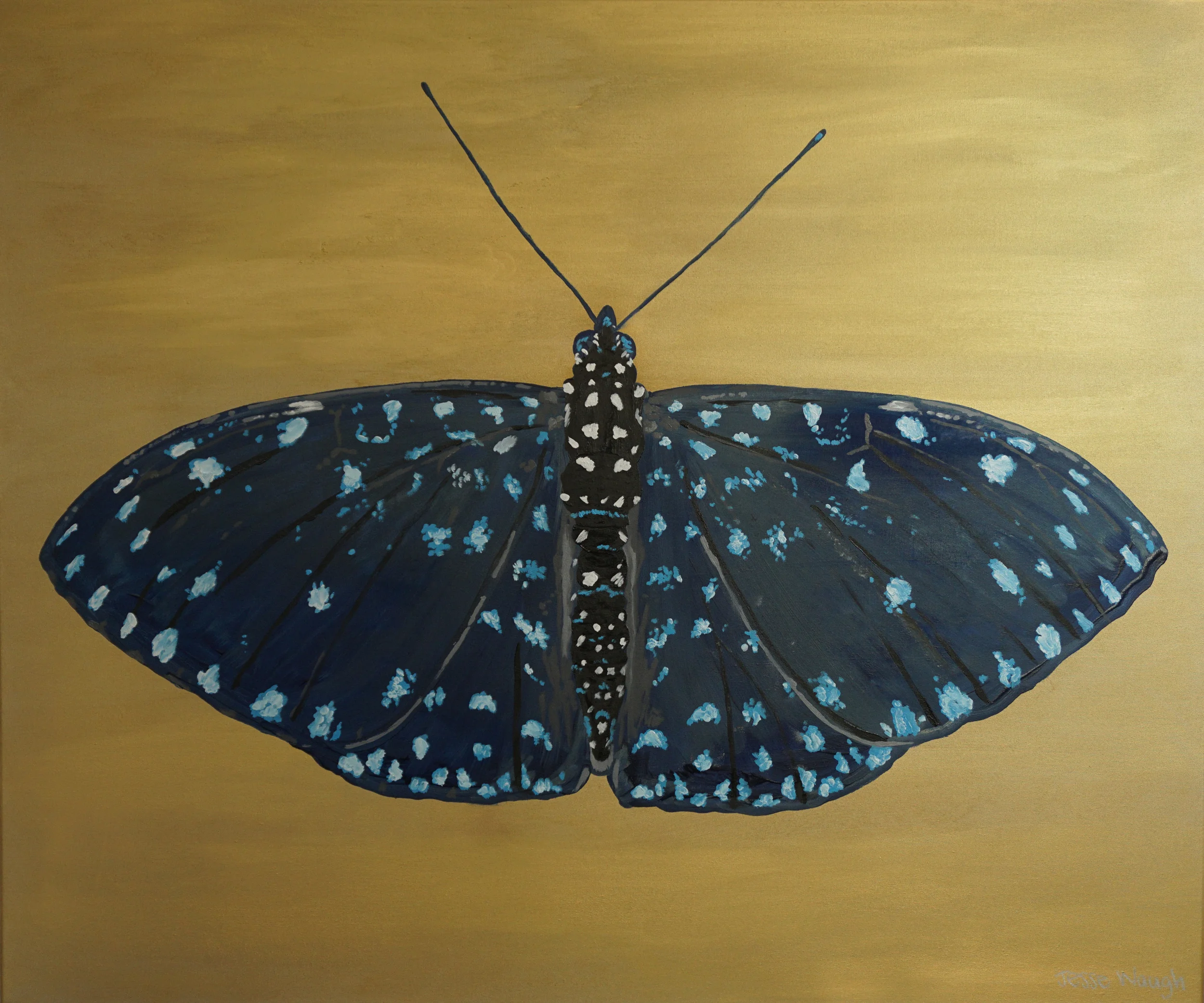 Starry Night Cracker - Hamadryas laodamia