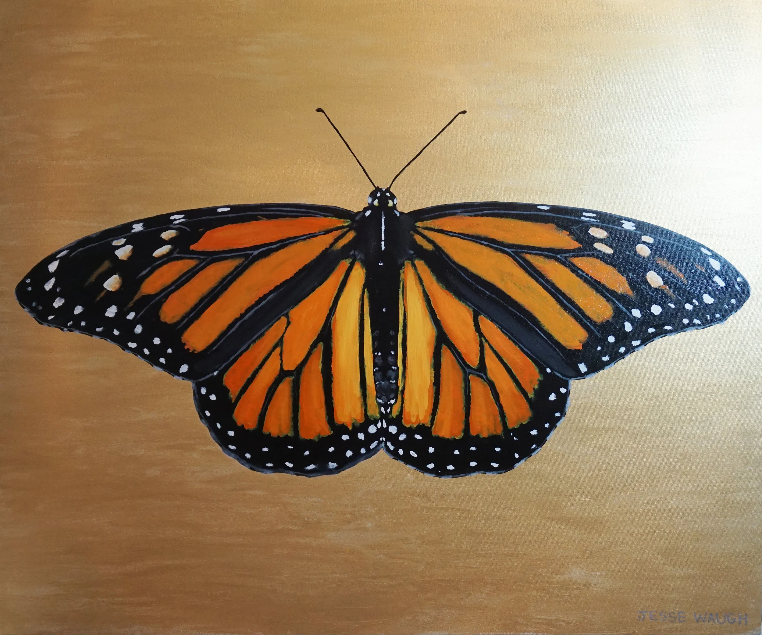 Monarch Butterfly - Danaus plexippus