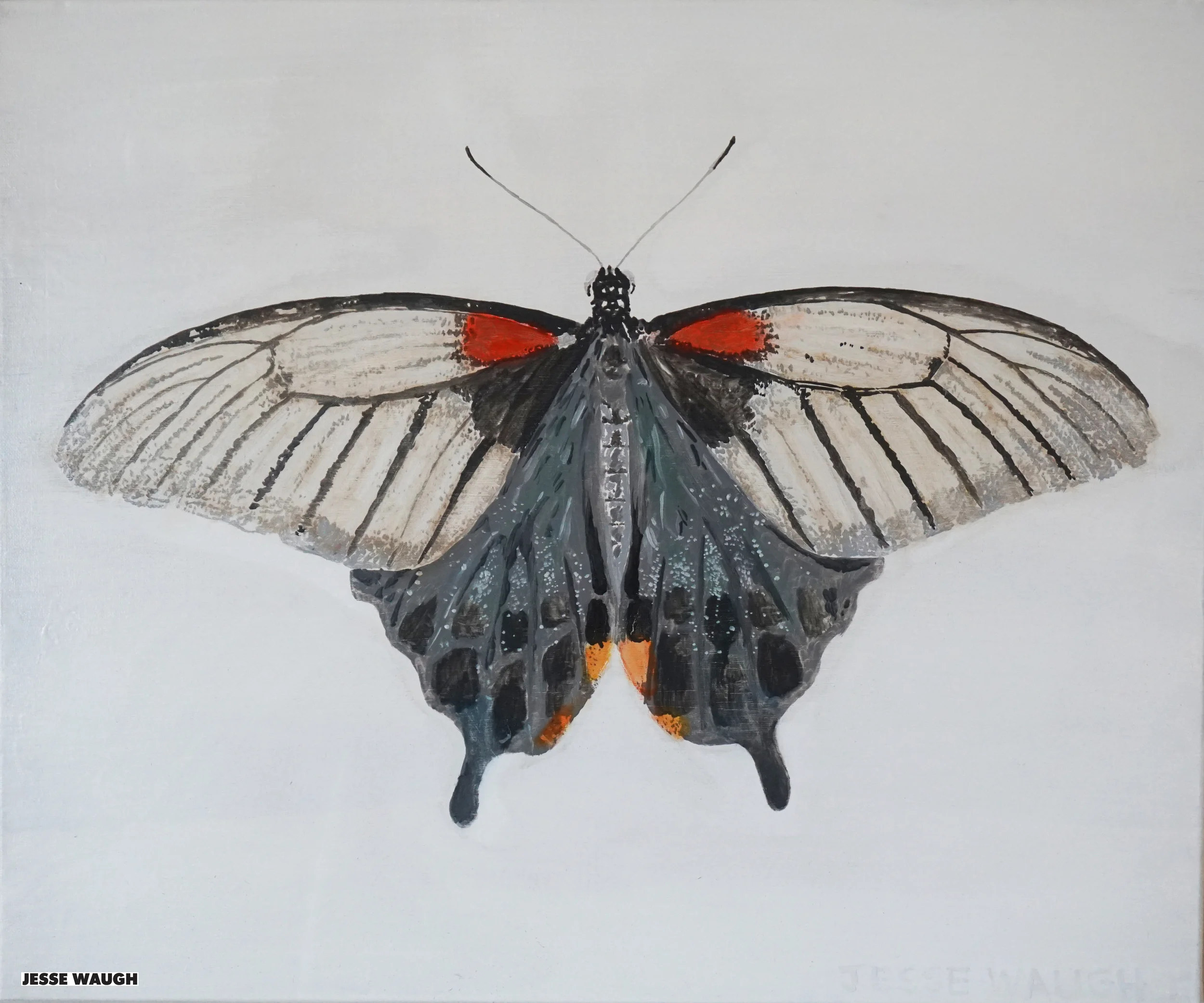 Papilio memnon f anceus - female butterfly