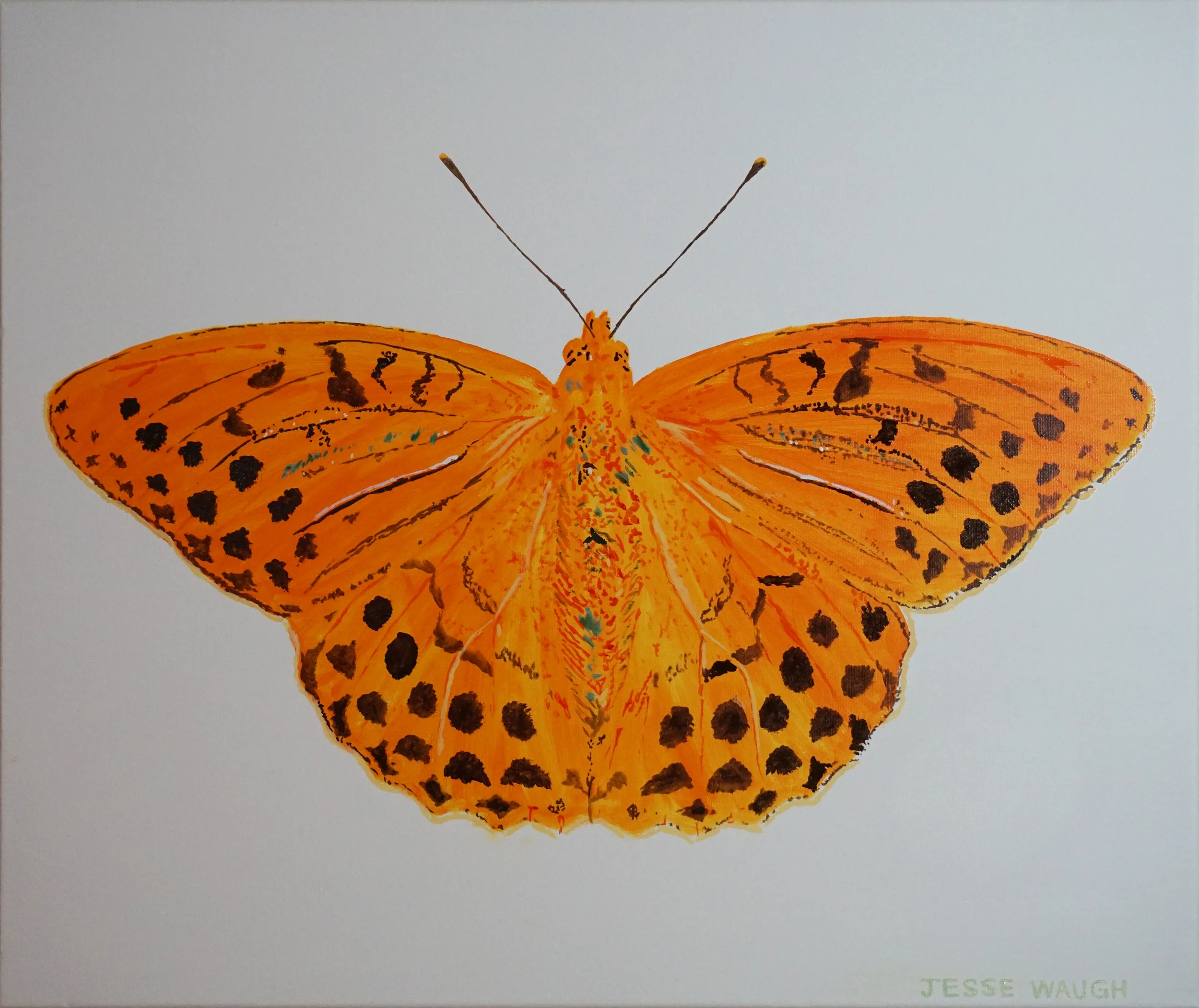 Argynnis paphia - Silver washed fritillary