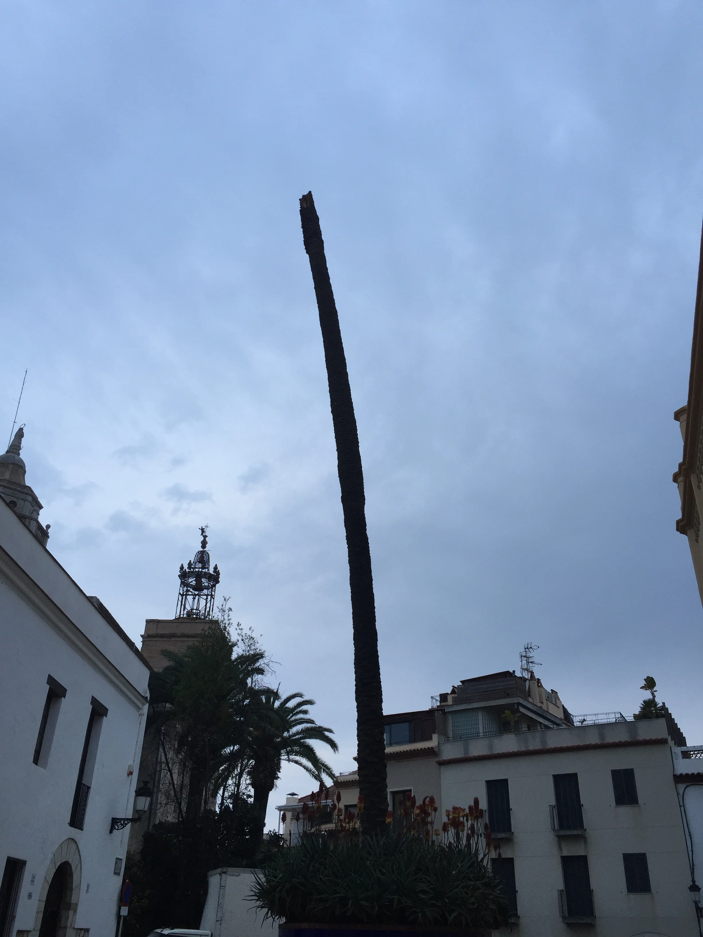 Goodbye Maricel Palm
