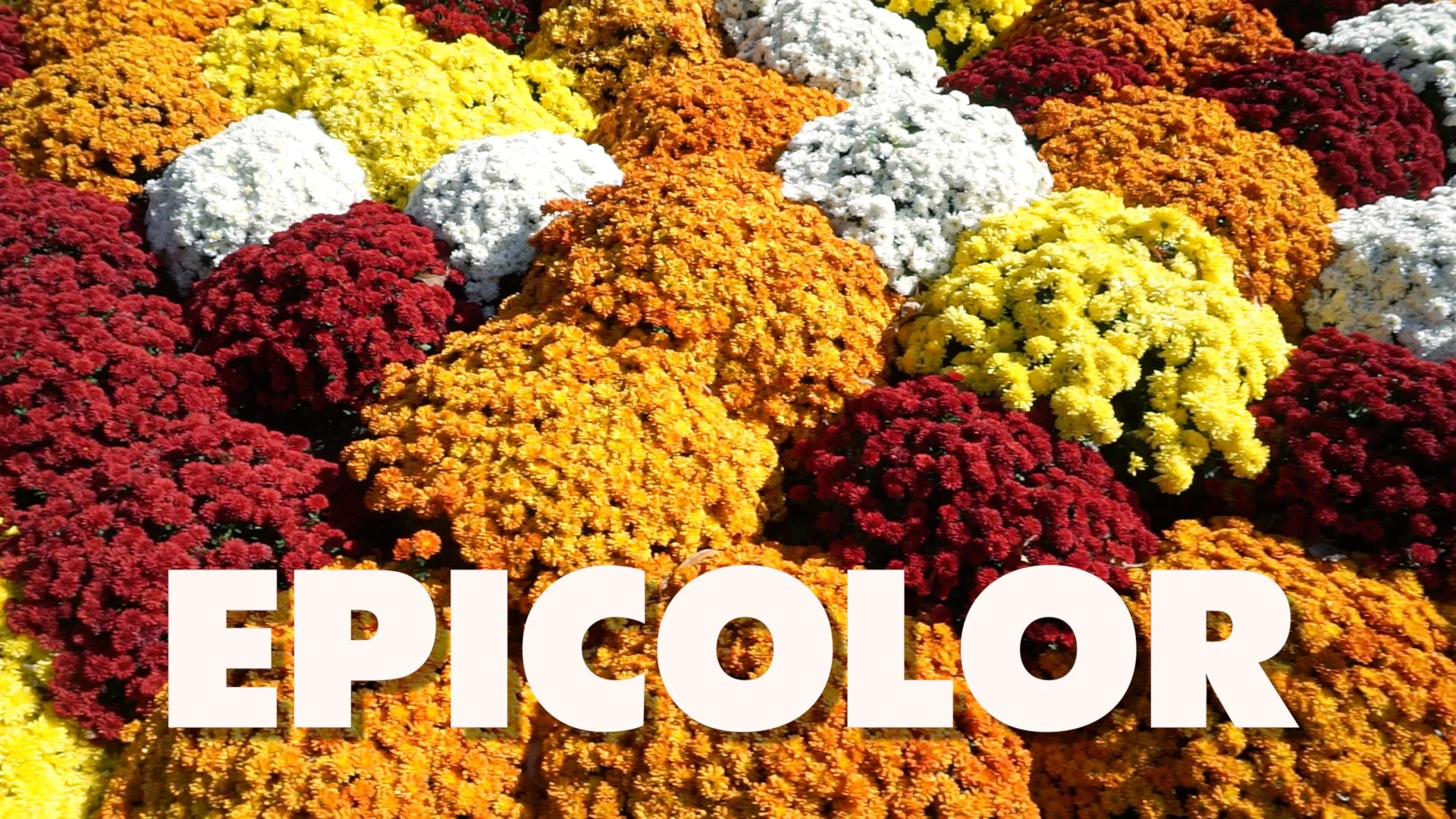 EPICOLOR FILTER PLUGIN FOR FINAL CUT PRO X - JESSE WAUGH ART VLOG